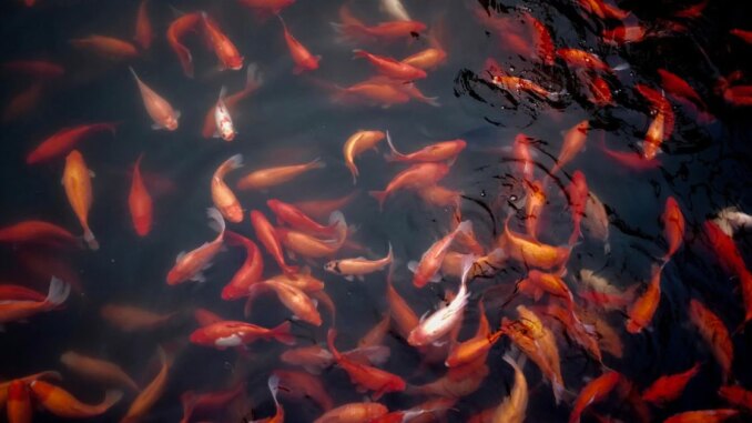 BSN to Integrate CBDC-Focused Cypherium Blockchain