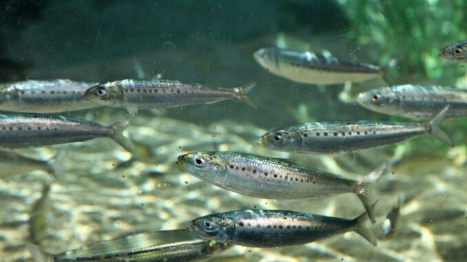 Bitcoin Minnows Are Resilient as Long-Term Whales Capitulate to Pressure