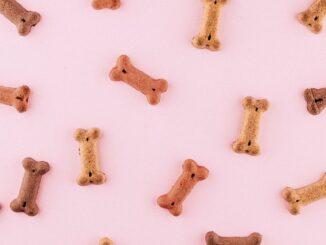 Dogecoin Led the Pack Among Cryptocurrencies in October With 17 Times Bitcoin's Gains